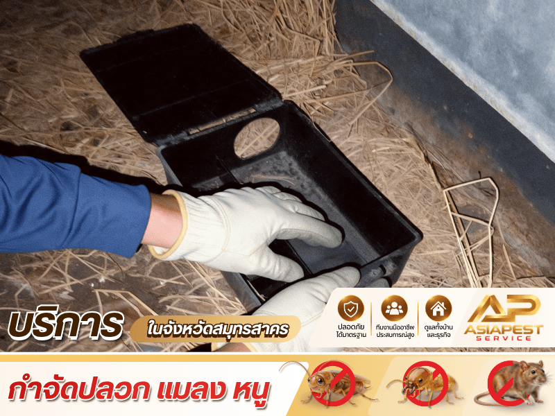 บริการรับกำจัดหนูโดยทีมงานมืออาชีพ บริการรับกำจัดหนูโดยทีมงานมืออาชีพ